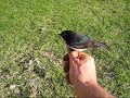 Willy Wagtail on hand and head!