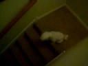 Dog Howls