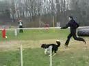 Carerra Rapida Black Chevers - agility