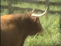 MANIPULACION DE LAS ASTAS DE LOS TOROS