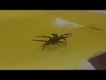 Fighting spiders-The doubleflip Fighting spiders-The doubleflip
