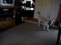 Nala and the crevice tool
