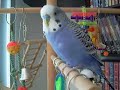 Tico in zijn speelboom