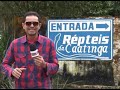 CÂMERA ABERTA MOSTRA AS SERPENTES MAIS VENENOSAS DO BRASIL.