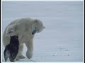 Polar Bear Vs. Dogs