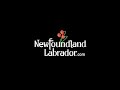 Off the Beaten Path A Handmade Mini Village Newfoundland and Labrador