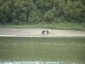 Bears Wrestling In The River