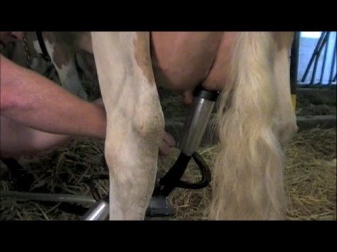 Cow - How to Milk a Cow.