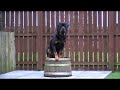 Rottie waiving bye bye Rottie waiving bye bye