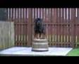 Rottie waiving bye bye