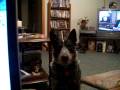 Australian Cattle Dog Nikki