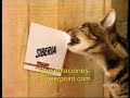 que gato mas vacano