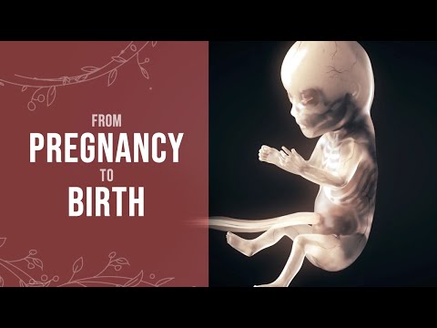 Word Today: Pregnancy