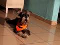 Paco Miniature Schnauzer singing