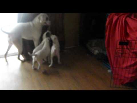 How to teach puppies to go outside