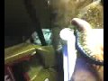 Smith Almost Hand Eats a Lobster Roach nymph