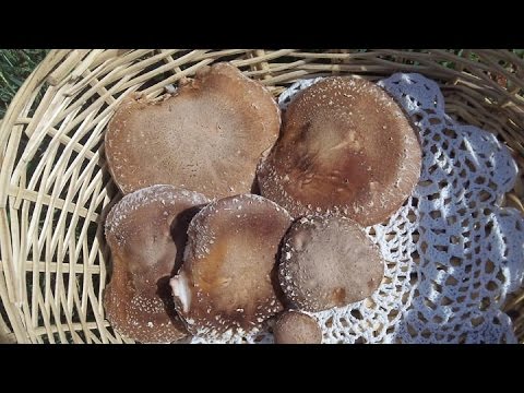 how to harvest huge mushrooms