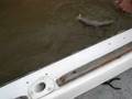 Pesca en el parana