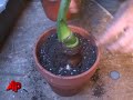 How-to Plant an Amaryllis Bulb