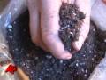 How-to Plant an Amaryllis Bulb
