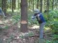 White Pine Felling