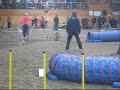 agilitydebut_081115.wmv agilitydebut_081115.wmv