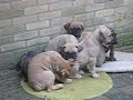 Presa Canario Puppy 021208 Haarlem City NL
