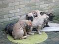 videos de Presa Canario Puppy 021208 Haarlem City NL