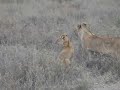 Lions preparing for hunting - Serengeti