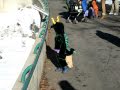Dragon at the Zoo