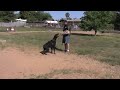Doberman guard dog great protection SmartwoodHills Maximus