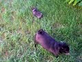 Brindle Pug Puppies from Black Mom and Fawn Dad???? Brindle Pug Puppies from Black Mom and Fawn Dad????