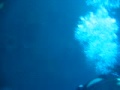 Intro swim down the side of the President Cooliage Vanuatu.avi