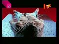 juanes - es por ti - o homem mais sexy
