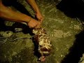 Gallina sdevacata