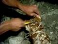 Gallina sdevacata