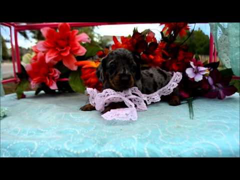 Daisy Female Silver Dapple Miniature Dachshund Puppy for sale