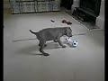 Weimaraner Puppy