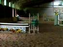 Moonlight Bay(HORSE FOR SALE) medal at Reinbows End