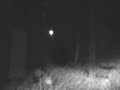 Bear at McGregor