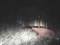 Bear at McGregor