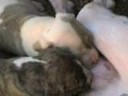 Meu netinhos Dogs