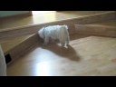 My dog hanging out
