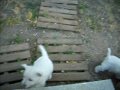 4 de julio, jugando en el escalon