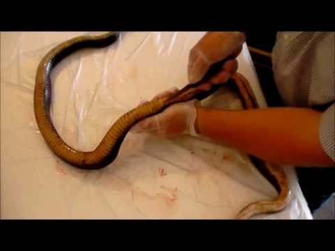 how to cure snake skin