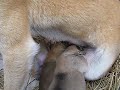 立ち飲み