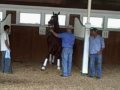 Rachel Alexandra Schools in the Monmouth Park Paddock