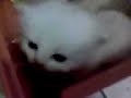 這是第三胎..