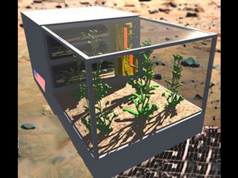 how to collect arabidopsis seeds