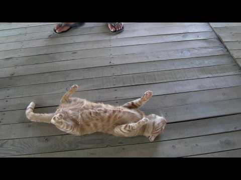 dead cat